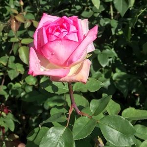 Meet your Posher, Abigail